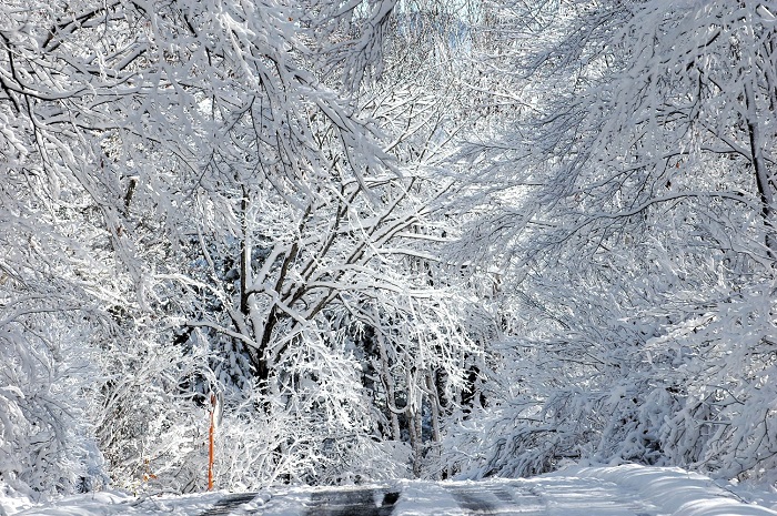 ブナ平上部のブナの木の紅葉が美しい場所ですが、ほとんど雪のトンネルといった光景でした(2025年11月4日・8時25分)。