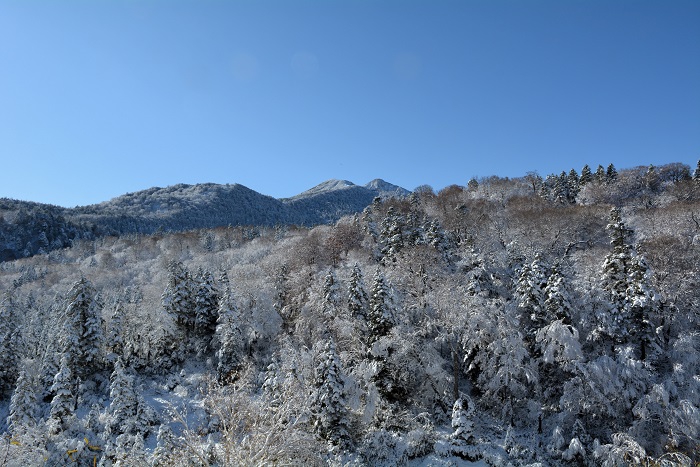 まだまだ紅葉の光景が残っていた小沢平ブナ樹海ラインでしたが、この先紅葉の様子はどうなっているのかが気になる朝でした(2025年11月4日・8時41分)。