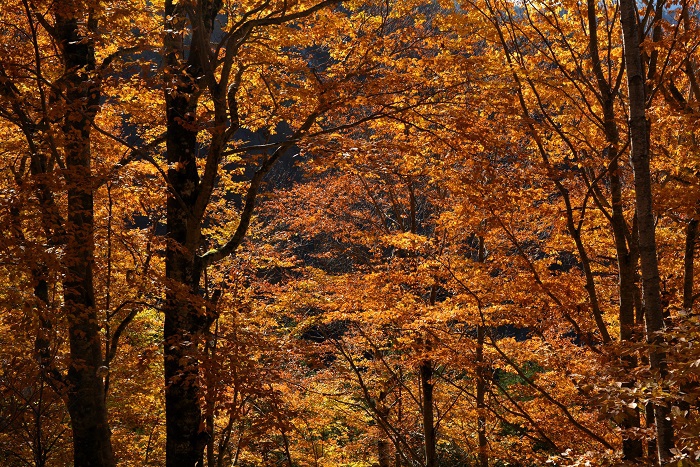 小沢平での今年最後の作業を終えて、雪が解けた後のブナの原生林の晩秋の紅葉を望んで(11月4日14時27分)。