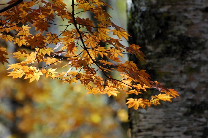 巨大なブナの木のそばで、湿った雪に洗われたかの如く綺麗な姿を魅せていたこの日のモミジは、秋のフィナーレを飾るにふさわしい輝きであった(11月4日12時28分)。