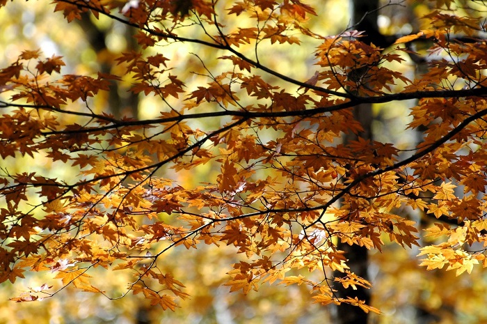 重たい湿った雪の降雪にも負けずに輝きを見せる、晩秋のモミジの輝きはまさに秋の光であり本当に美しかった(11月4日12時28分)。