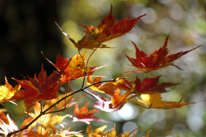 晴れ渡る晴天にて雪も解け、美しいモミジが姿を魅せる景観は素晴らしかった(11月4日12時26分)。