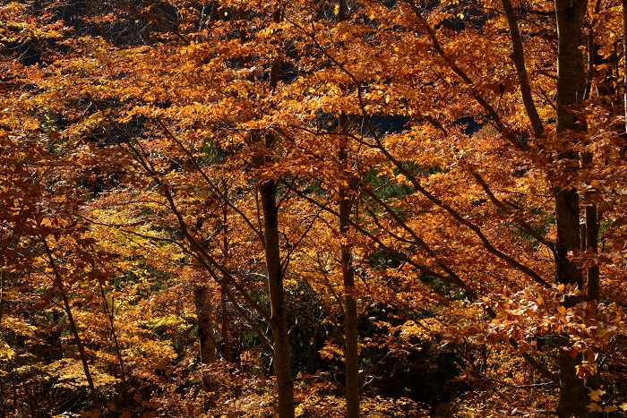 ここ小沢平ブナ樹海ラインは、ブナ平よりも毎年紅葉は遅く、この日もまだブナの木などの原生林の紅葉の輝きは素晴らしいものがありました(11月4日14時28分)。