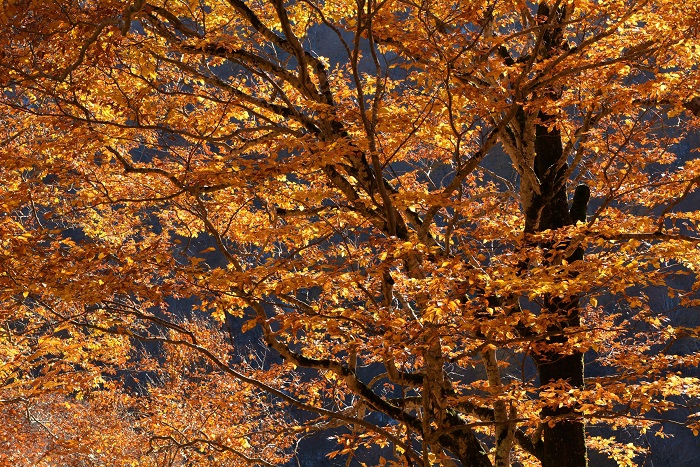 今年は、ブナの木の紅葉が素晴らしく、紅葉シーズンとしては感動の秋の季節が見られた年でした(11月4日14時31分)。