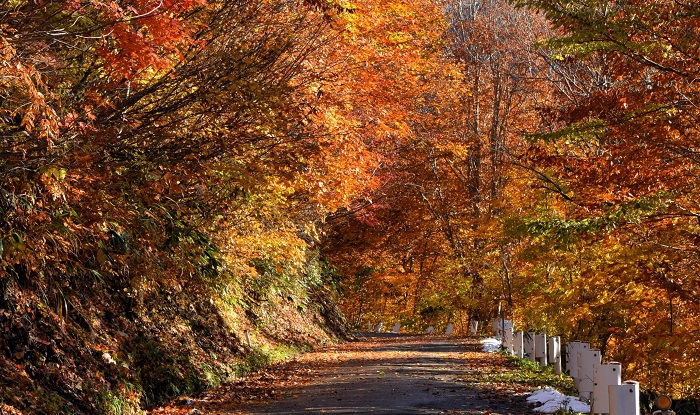 晩秋の紅葉というよりも最盛期の紅葉に近い紅葉の色合いであり、降雪が解けた後でも本当に美しかった(11月4日14時27分)。