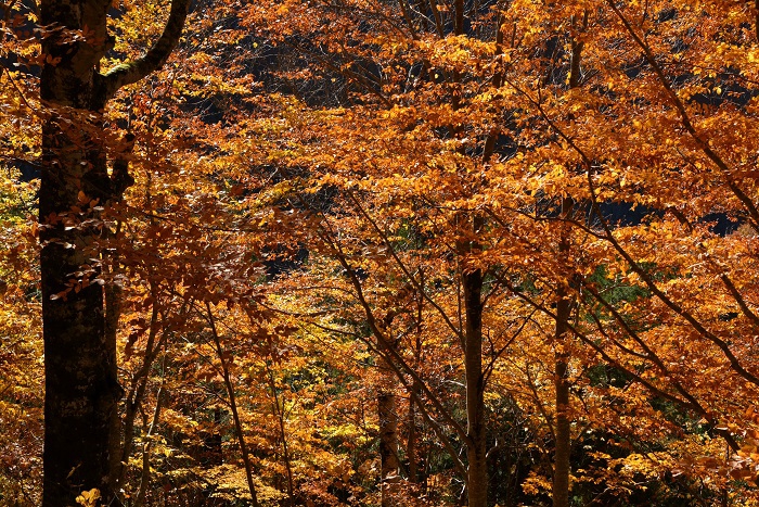 白銀の雪景色に覆われていた朝の光景から、午後は鮮やかな紅葉の姿が望めたことに、感動の1日であった(11月4日14時28分)。