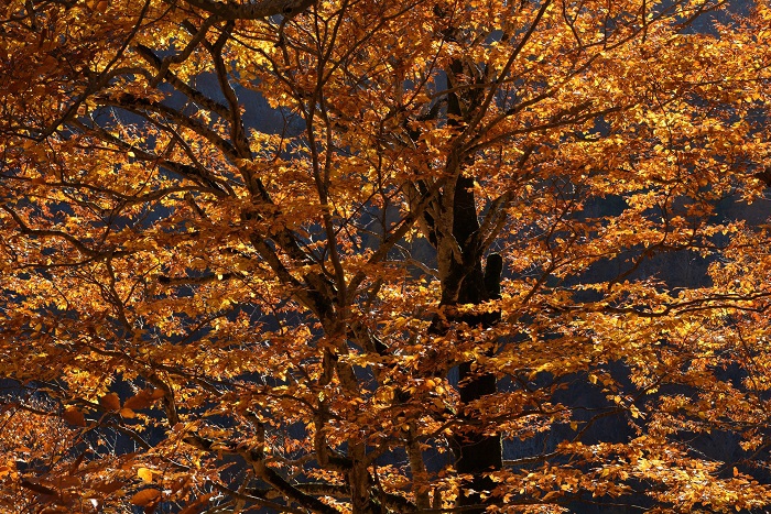 午後の日差しを浴びたモミジやブナの木の紅葉。樹海ラインでの紅葉の輝きを見るのは、この日が最後かと思うと感極まる思いであった(11月4日14時32分)。
