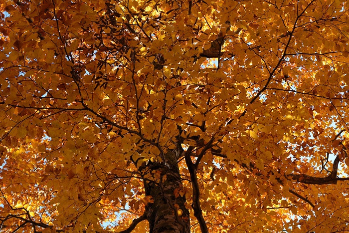 深山の山々で、幹に信じられないほどの多くの水分を蓄え山々の水分調節まで兼ね備えている、森の母・森のダムとも称される素晴らしく尊いブナの木・ブナの原生林は特別保護地区の尾瀬と同じく、後世に残してゆかなければならない日本のそして地球のかけがえのない遺産です(11月4日14時49分)。