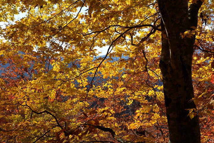 雪解け後の春の新緑から夏の濃い緑から秋の紅葉まで、四季折々の大自然の美しい姿を魅せていただいたブナの原生林に、心から感謝いたします(11月4日14時48分)。