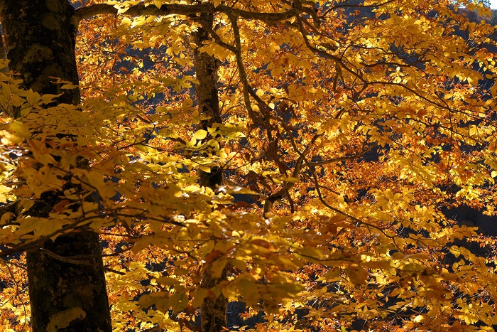降雪の後ではありましたが素晴らしい紅葉の輝きに、感動の景観が続きました。ここ小沢平ブナ樹海ラインも、奥只見の紅葉も素晴らしい紅葉の名所ですので、また来年以降も多くのお客様に見ていただければ幸いです(11月4日14時32分)。
