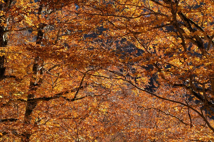 多くの降雪で、葉も落ちていたかと思われた樹海ラインでしたが、落葉することもなく素晴らしい輝きを見せていたブナの木の紅葉に、心洗われるような感謝の瞬間が続いた(11月4日14時31分)。