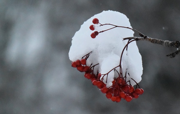 落葉樹の葉がほぼ全て落葉した後、ナナカマドの赤い実も雪化粧して季節は一気に冬へと移り変わってゆくのが感じられた、寒い朝の光景でした(2025年11月19日)。