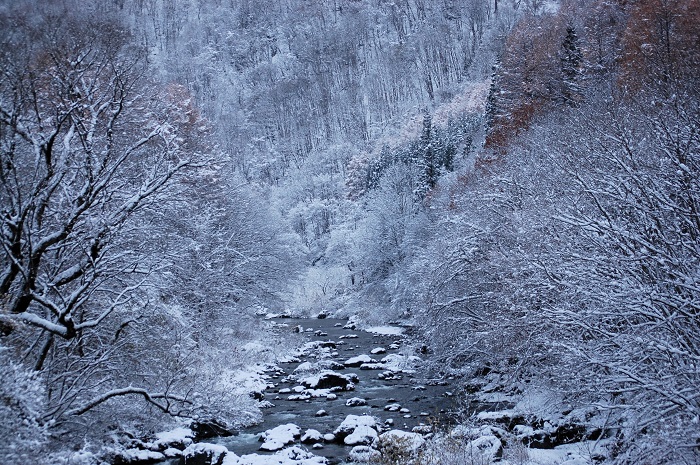 原生林の雪化粧とともに、白銀の雪景色に染まる、檜枝岐川渓谷の初冬の光景です(2025年11月19日)。