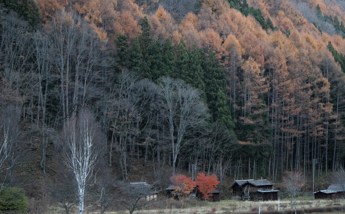 カラマツの紅葉が盛んだった11月の中旬頃です(2025年11月17日)。