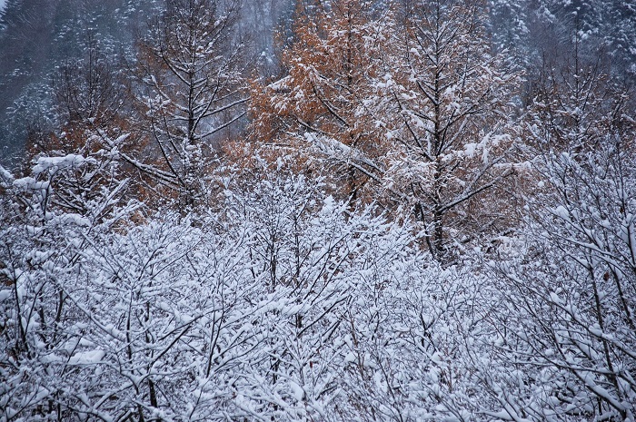 鮮やかな紅葉の季節も終わり、季節は白銀の冬の季節へと移り変わってゆきます(2025年11月19日)。