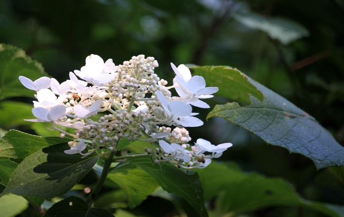 ８月・ノリウツギの輝きが素晴らしかった夏の終わりに。