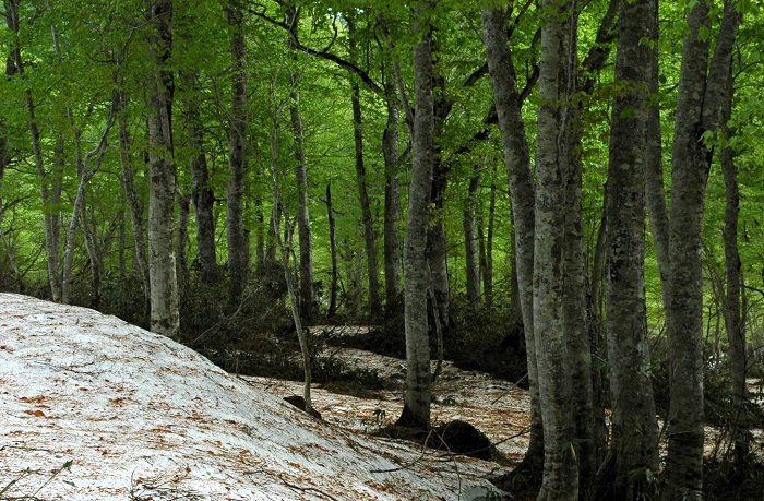 ５月・待望の鮮やかな新緑の季節を迎えて。