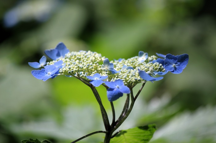 ７月・山アジサイの季節に心清められて。
