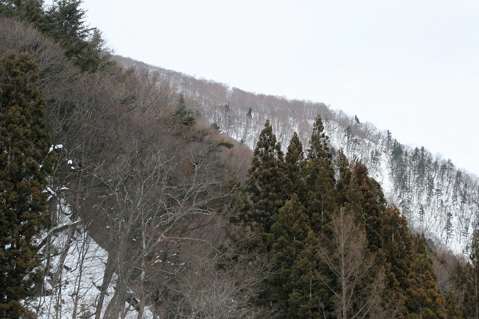 会津駒ケ岳（標高２１３２．４ｍ）方面を望んで（２０２６年１月１３日）。