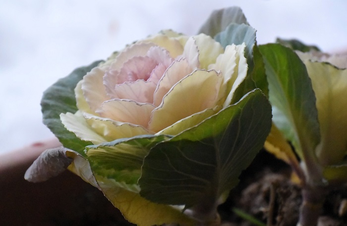 この冬尾瀬野の玄関で唯一咲き続けてくれた、葉ボタンです。ありがとうございました。感謝です（２０２６年１月１６日）。