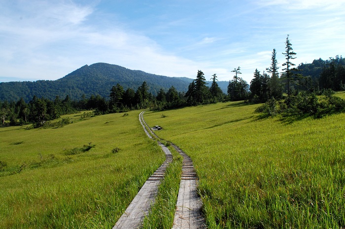 夏・広大な大自然の面積を誇る尾瀬国立公園の中でも、静かで美しい湿原と雄大な光景が広がる尾瀬裏燧林道・上田代湿原の夏の光景です（２０２５年８月１７日）。