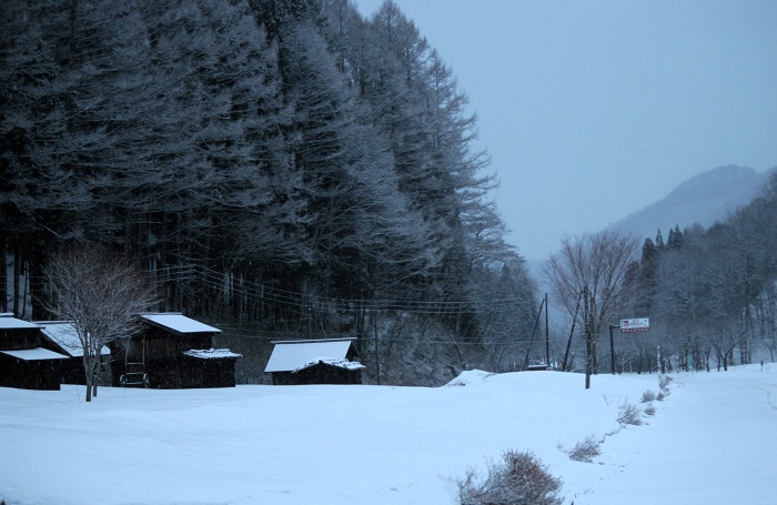 厳しい寒さの朝、雪景色に染まる古民家郡とカラマツの雪景色の光景は予想以上に幻想的でした（２０２６年３月９日）。