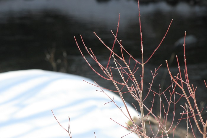 残雪の輝く光の中で春の芽吹きの始まりの姿を魅せるモミジの木です（２０２６年３月１９日）。

