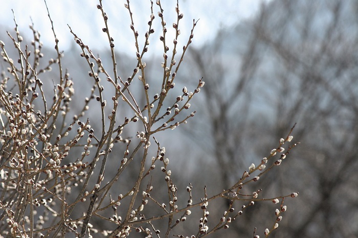 まだまだ残雪残る寒い冬の終りでも、いち早く芽吹きの姿を魅せてくれるのが、このヤナギの木です（２０２６年３月１９日）。