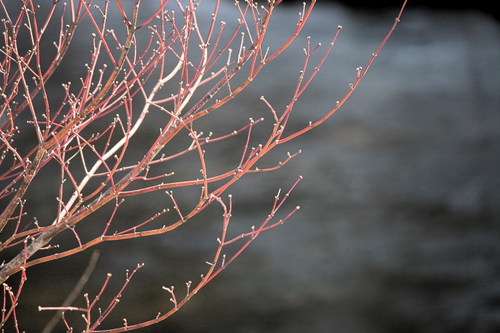 モミジの木も春の芽吹きの始まりの光景が見られ始めていました（２０２６年３月１９日）。
