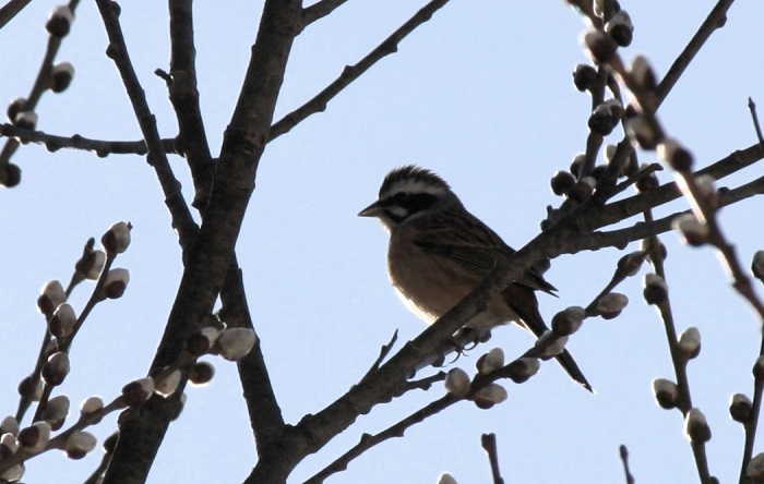 ヤナギの木に優雅に止まる野鳥のホオジロです。ホオジロの鳴き声が本当に春の到来を感じさせてくれる光景でした（２０２６年３月１９日）。