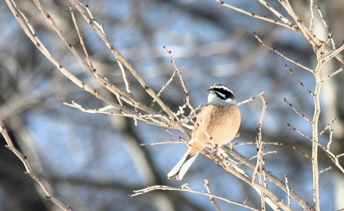 厳しい寒さと風雪が続く冬という季節。自然が人間に与えたこの試練の季節の終りに見る野鳥(ホオジロ）の姿に春の季節の到来を感じた朝でした（２０２６年３月１９日）。