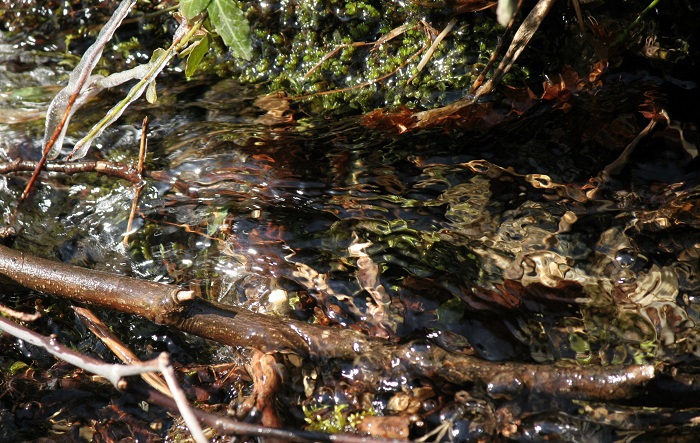 最奥の山村・檜枝岐村では、ふと少し移動しただけでも、このような本当に澄んだ清らかな清流に出会います（２０２６年３月１９日）。

