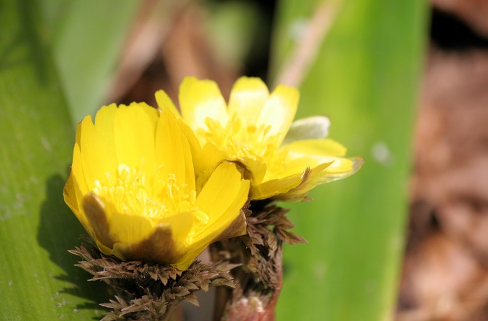 春の訪れとともに、いち早く可憐な姿を魅せるのが、この福寿草ですね（２０２６年３月２９日）。