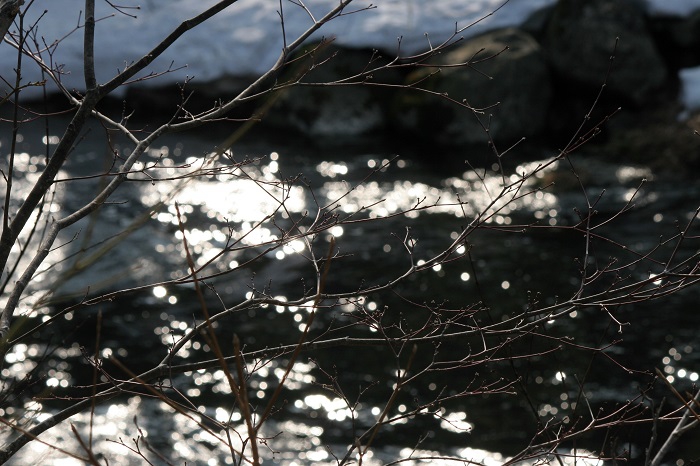 朝日を浴びた清流檜枝岐川とモミジと残雪の光景は本当に眩しいくらい美しい春の光景でした（２０２６年３月２９日）。
