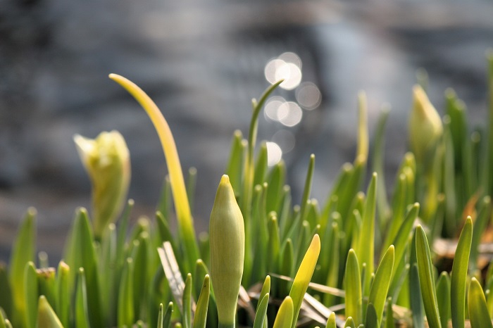 水仙の花々は、あちこちで見られますが雪解け水のそばで、待ち望んだ素晴らしい深山の春の光景が見られました（２０２６年３月２９日）。