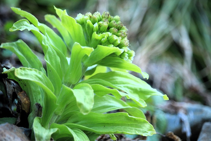 おひたしや炒め物などでも、独特の春の香りとともに雪解けの味わいを堪能できるのが、このマグサブロー（フキノトウ）です（２０２６年４月３日）。