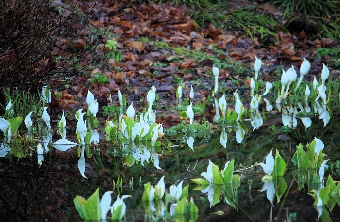 一足早く、水芭蕉の季節を迎えたミニ尾瀬公園にて(2026年4月6日)。