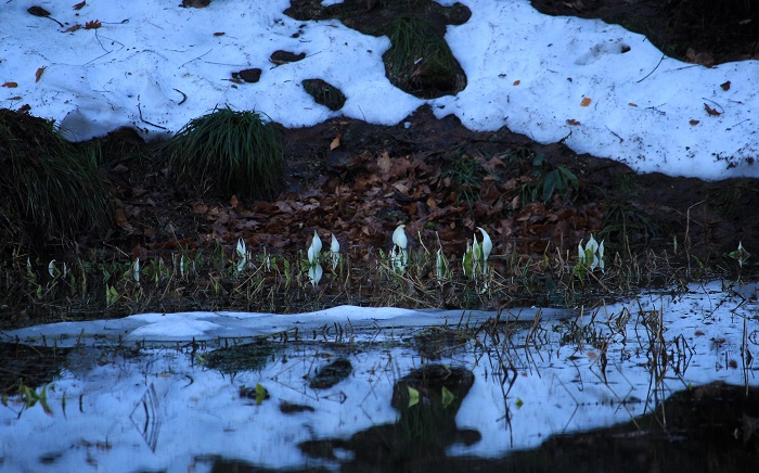 残雪残るミニ尾瀬公園でしたが、今年は、雪解けがとても早い春でした(2026年4月6日)。
