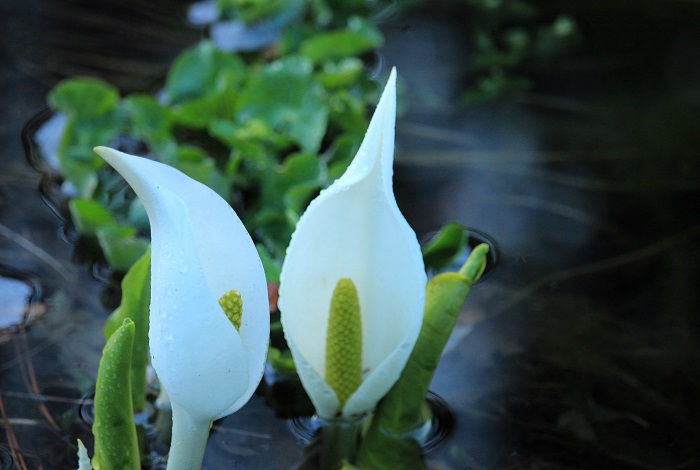 綺麗な純白の色合いを魅せる水芭蕉。檜枝岐村の春の自然の象徴です(2026年4月6日)。
