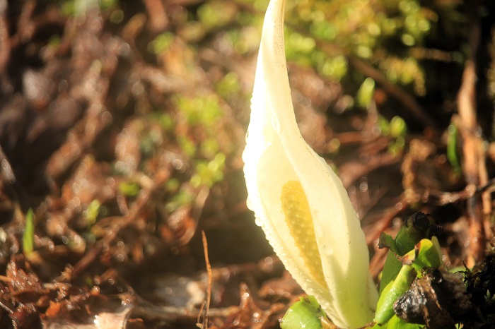 今年も、水芭蕉の季節が始まりを迎え始めた頃にて(2026年4月6日)。