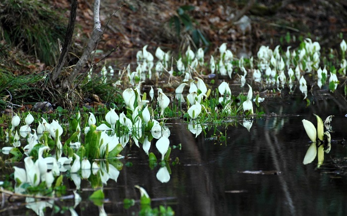 約10日後に訪れたミニ尾瀬公園では、水芭蕉がさらに広がりを見せておりました(2026年4月15日)。