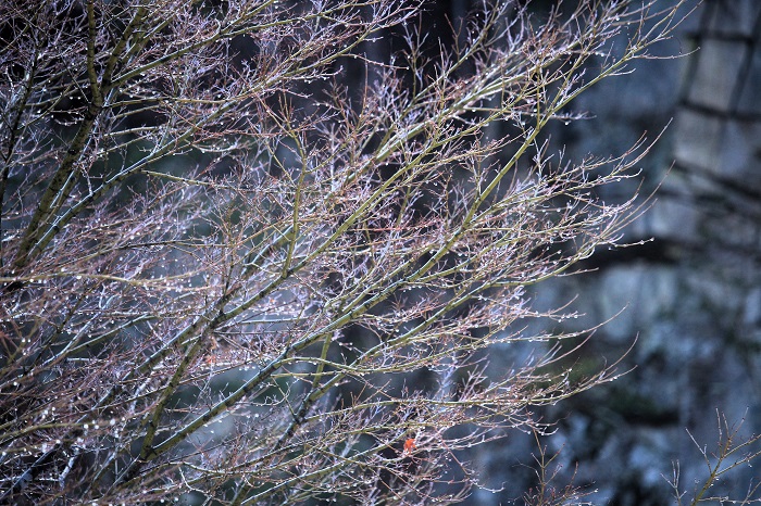 屏風岩では、桜の木の芽吹きの色合いが変わり始めていて綺麗な春の芽吹きの光景が見られました(2026年4月6日)。