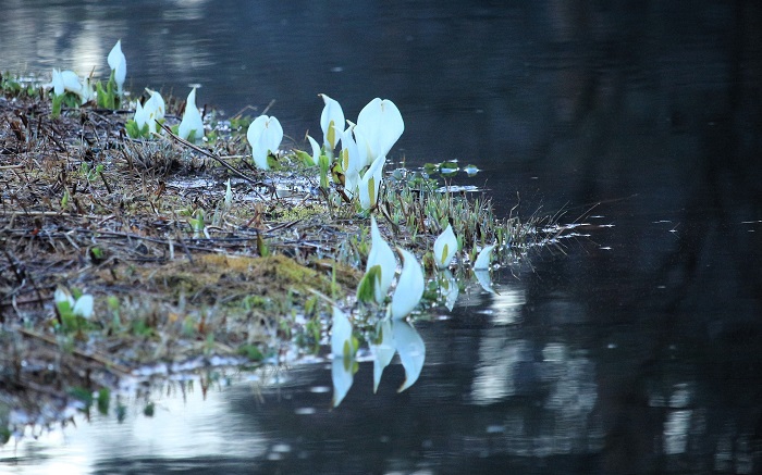 水辺に咲き広がる水芭蕉の光景は、尾瀬国立公園内で見ても、このミニ尾瀬公園で見ても、本当に美しく綺麗です(2026年4月6日)。