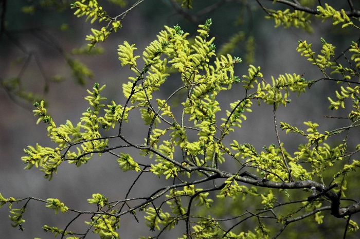 4月中旬、ヤナギの木の新緑の光景が見られ始めました(2026年4月15日)。