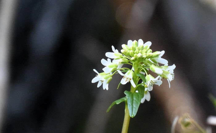 山ワサビの花々も満開を迎え、深山霊峰の山々も木々の緑や新芽の季節を迎えて(2026年4月17日)。