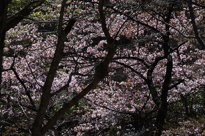 今年の春は、桜の開花が本当に早くて驚きでした(2026年4月22日)。