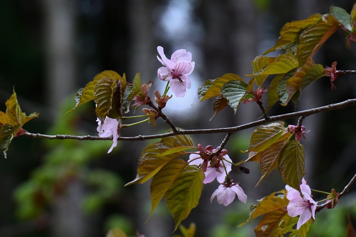 山菜採りの途中で出会った山桜の姿です(2026年4月22日)。