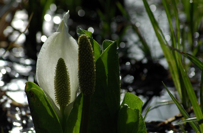 雪解け水は少し少ないようでしたが、水芭蕉の輝きは素晴らしいものがありました(2026年4月24日)。