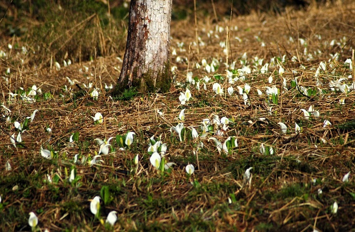 尾瀬沼などの標高の高い湿原内で見る水芭蕉の美しさはまた格別です(檜枝岐村村内の標高の低い場所にて・2026年4月24日)。