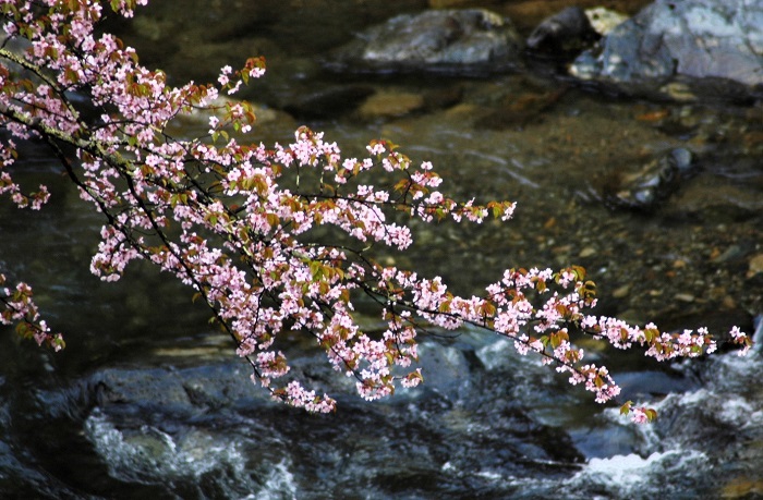桜の開花が本当に早かった今年の春でした(2026年4月24日)。